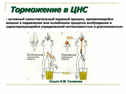 Виды торможения в цнс физиология
