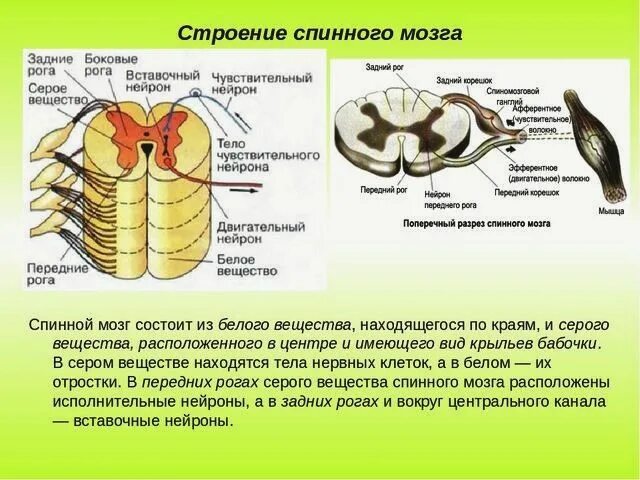 Строение спинного мозга биология. Строение и функции белого и серого вещества спинного мозга. Отделы нервной системы строение и функции спинного мозга. Строение серого вещества анатомия. Задний рог серого вещества спинного мозга