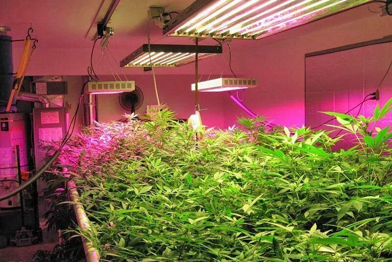 Лампа для растений ультрафиолетовая домашнего. Led фитолампа grownorthern hs1. фитосветильник 2000w grow. фитолампа для растений par30 led grow light. лэд лампы для подсветки каннабиса.