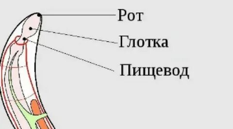 Круглые черви пищеварительная