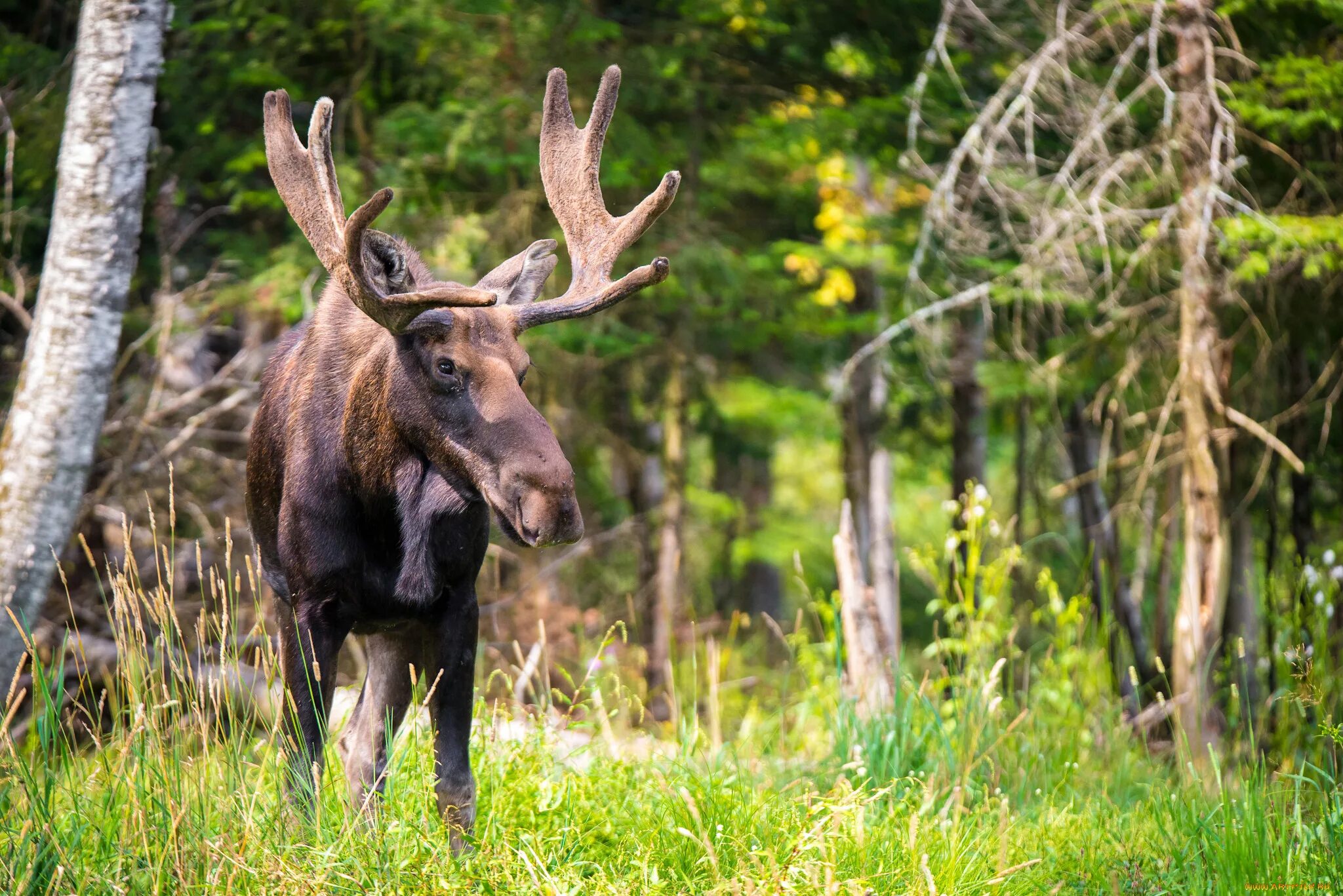 фауна широколиственных лесов россии. лось в широколиственном лесу. благородный олень калининград. зона лесов о животных. животные зоны лесов.