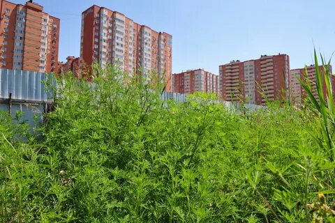 Цветение амброзии в краснодаре