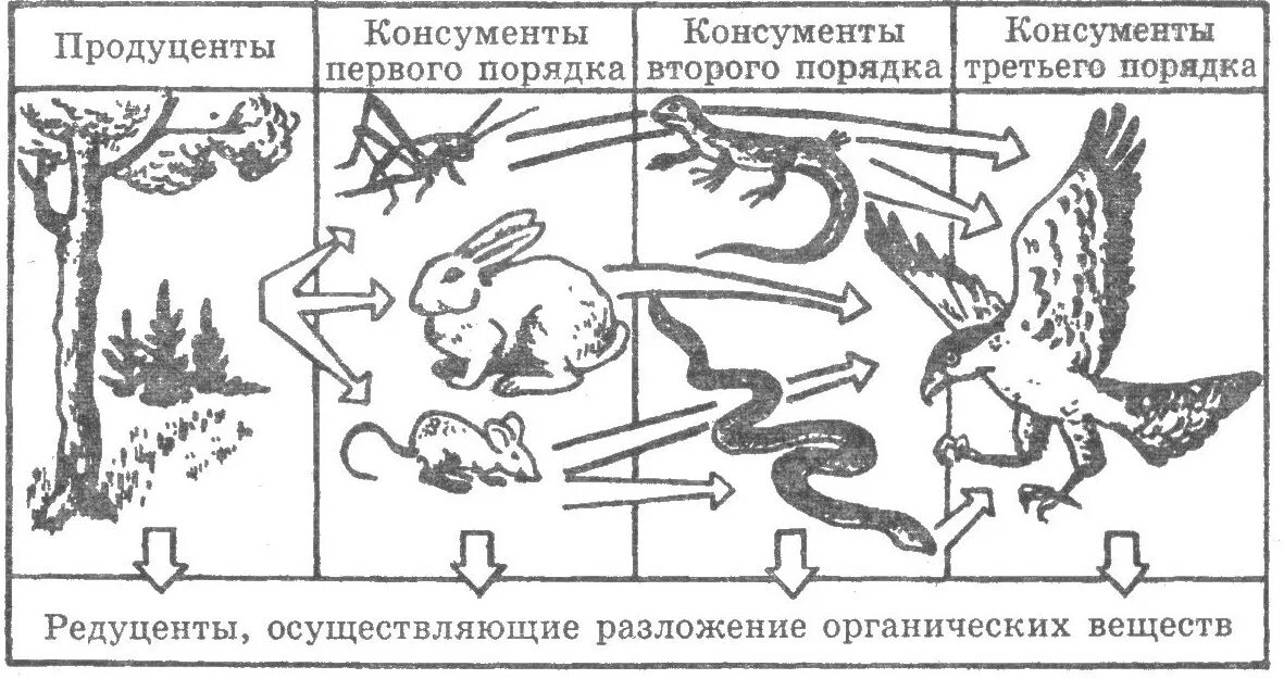 Консументы 1 порядка особенности. Пищевая цепь продуценты консументы редуценты. Пищевая цепочка продуценты консументы редуценты. Пищевая цепочка продуцентов консументов редуцентов. Цепь питания продуцент - консумент1-консумент2-редуцент.