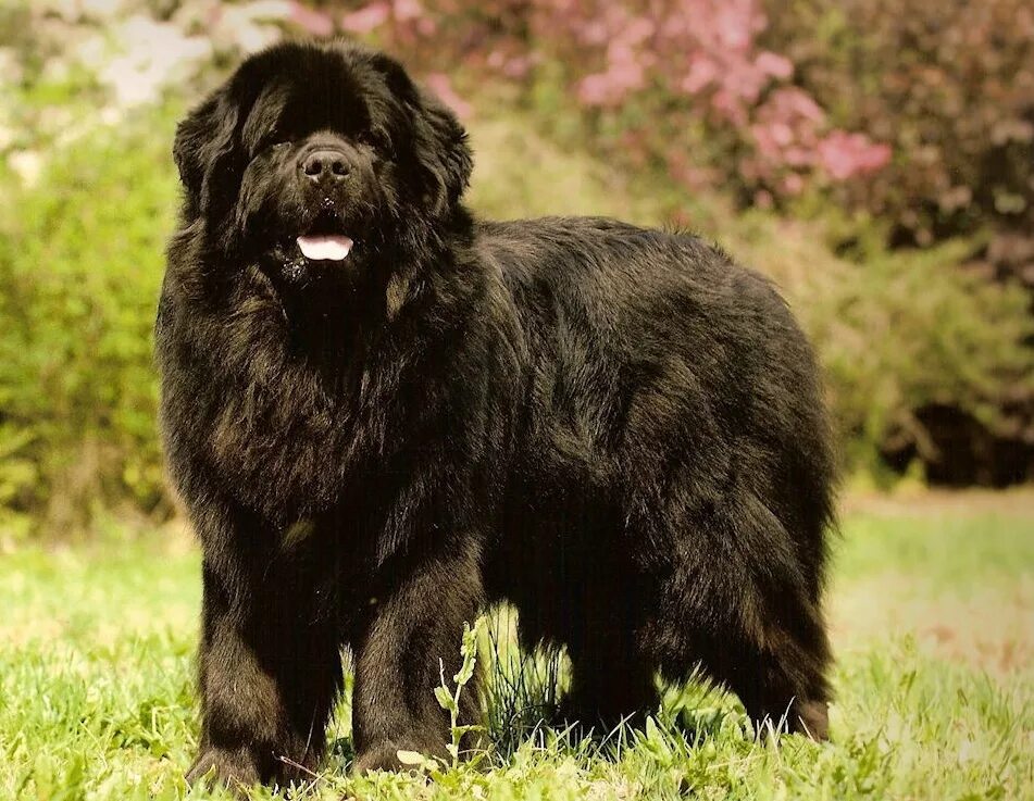 Большая черная собака. Ньюфаундленд. Ньюфаундленд собака. Ньюфаундленд (порода собак). Порода водолаз ньюфаундленд.