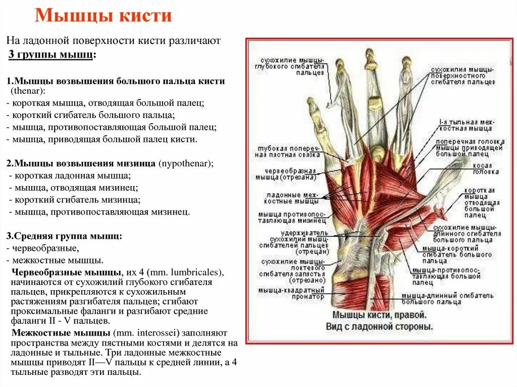 Сильно болят пальцы рук что делать. Мышцы кисти короткая ладонная мышца. Мышцы кисти мышцы возвышения большого пальца. Мышцы кисти ладонная поверхность. Мышцы сгибающие лучезапястного сустава.