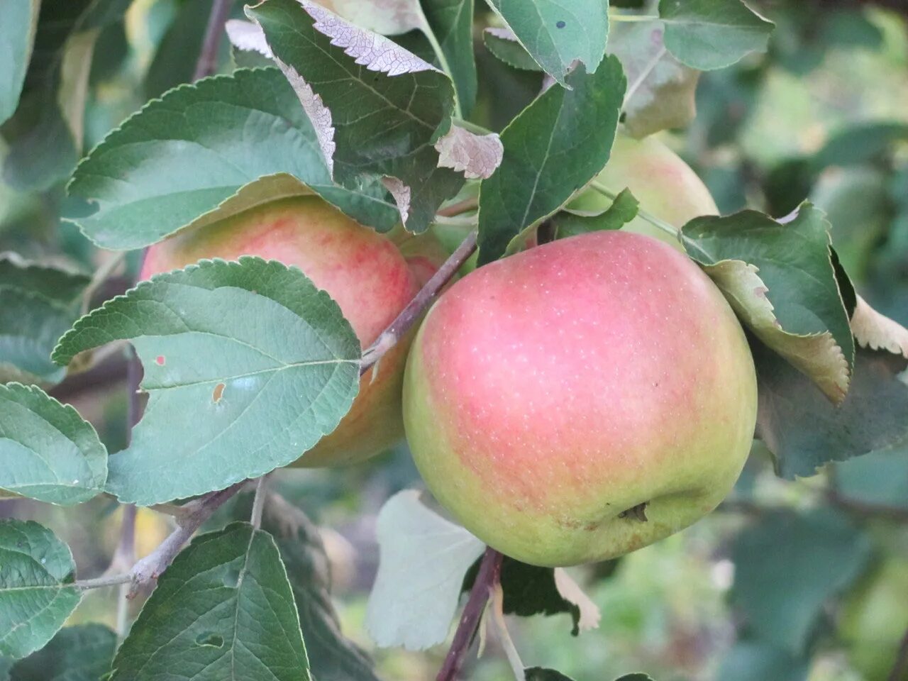сорт яблок гала. сорта яблок анис свердловский. яблоня мельба уэлси. антоновка белый налив. яблоня флорина/м9.