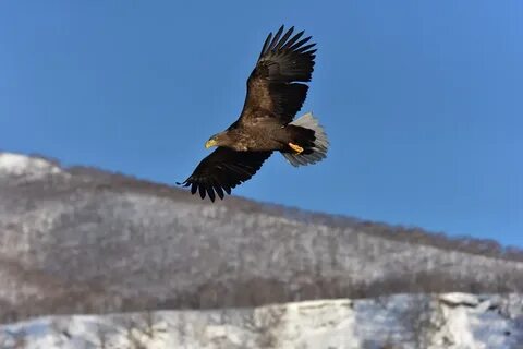 Диких животных орел