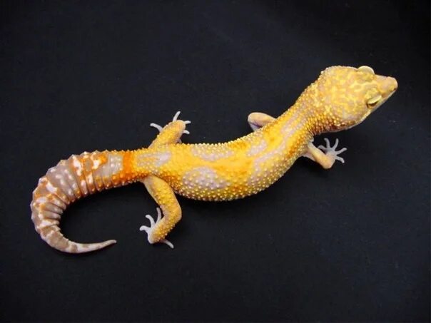 2,000+ Iguana Lizard Pictures Page 3