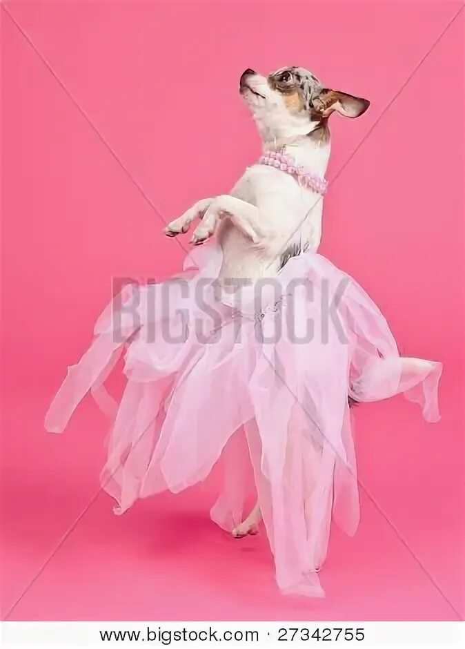 Колонка котик танцующий. Смешные собаки танцоры. Кот танцует. Dance pets. Собака балерина.