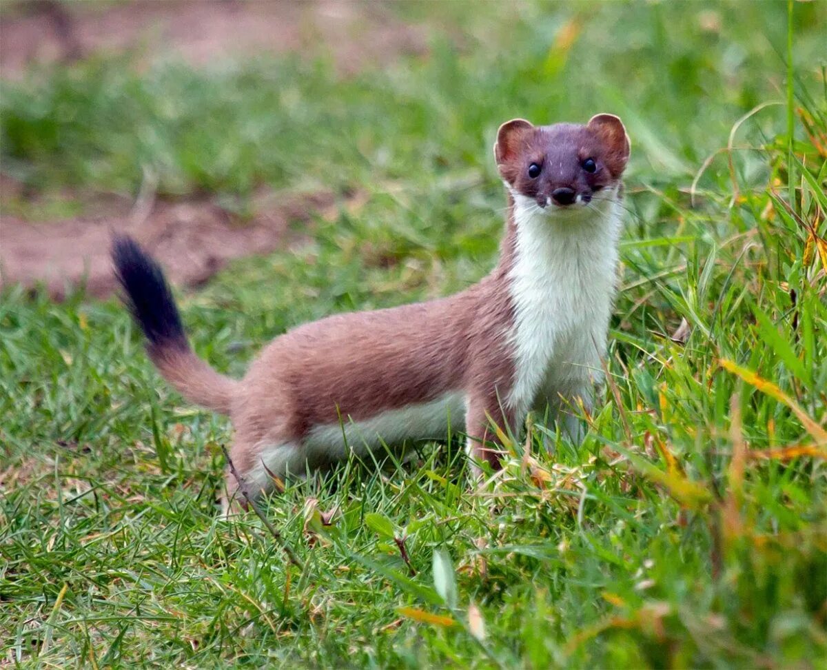 Зверек с лапками. Горностай (Mustela erminea). Ласка (Mustela nivalis). Тобольский горностай. Сибирский горностай.