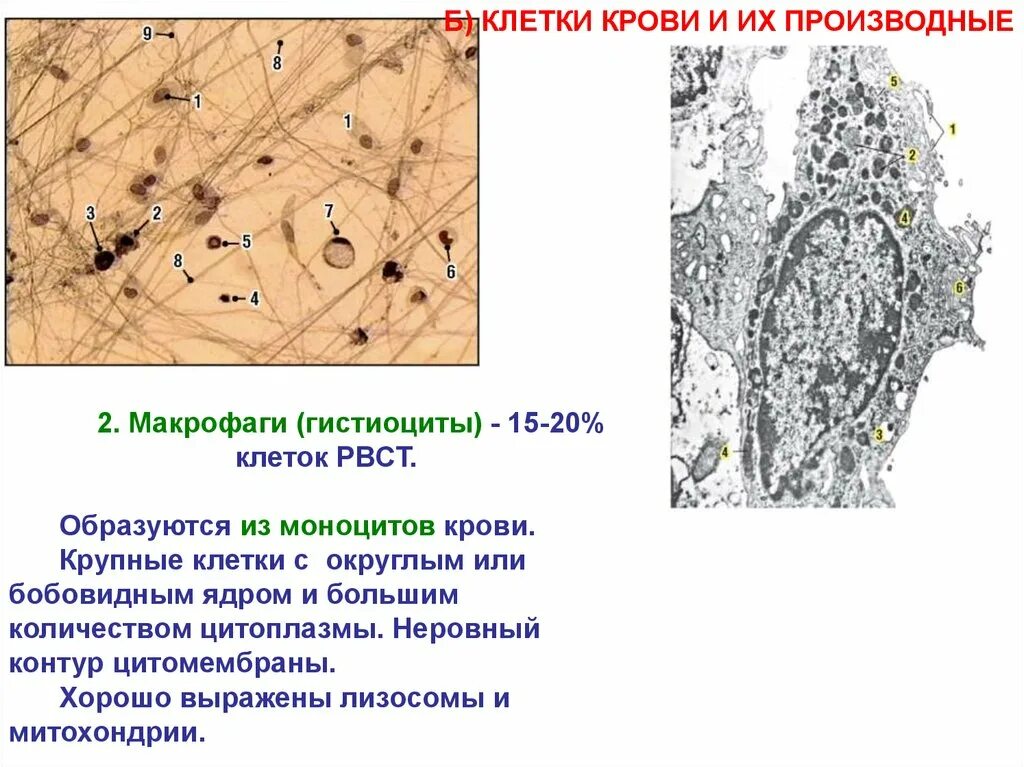 Гистиоциты соединительной ткани. Макрофаг в рыхлой соединительной ткани. Макрофаги клетки гистиоциты. Макрофаги соединительной ткани строение и функции. Макрофаги в тканях