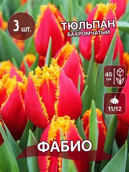 Тюльпан бахромчатый Фабио, 5 шт. по цене 298 ₽/шт. купить в Набережных Челнах в 