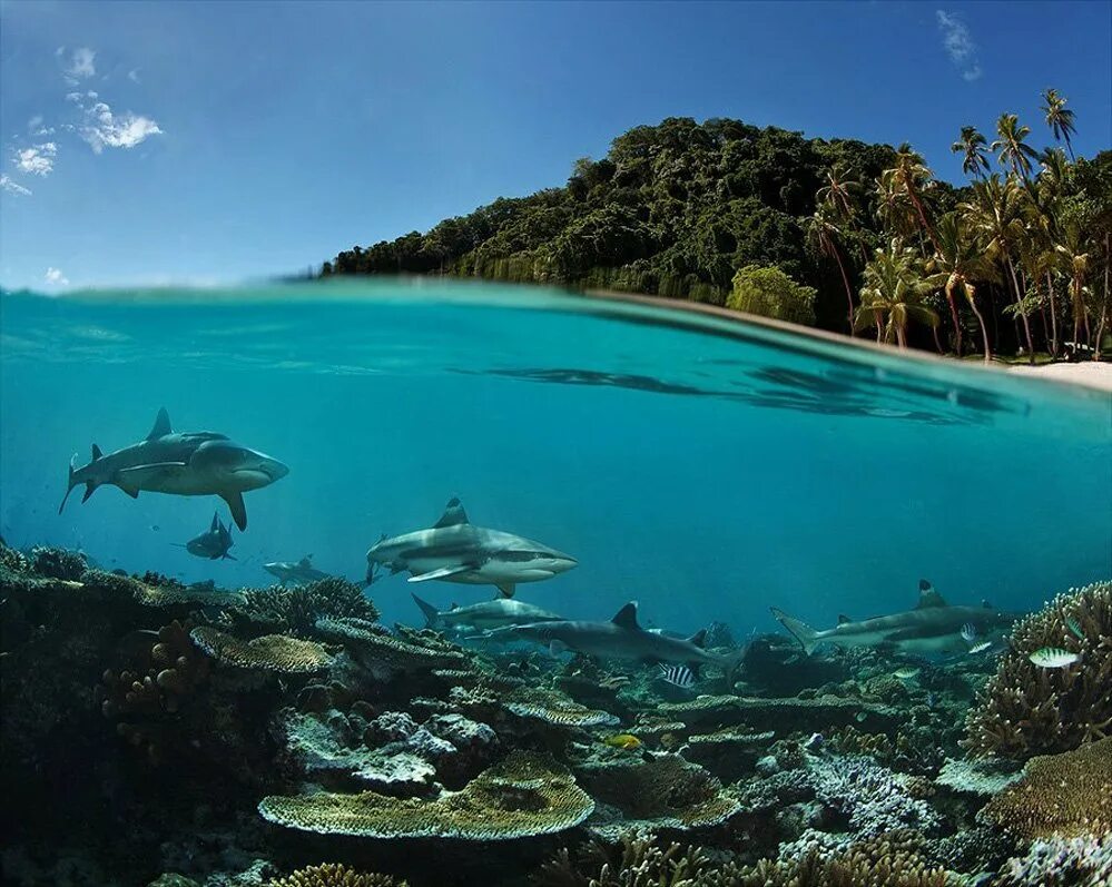 Island вода. Остров риф (Reef Island). Шарк Айленд Фуджейра. Коралловые рифы острова Раджа-Ампат. Акулий остров Фуджейра.