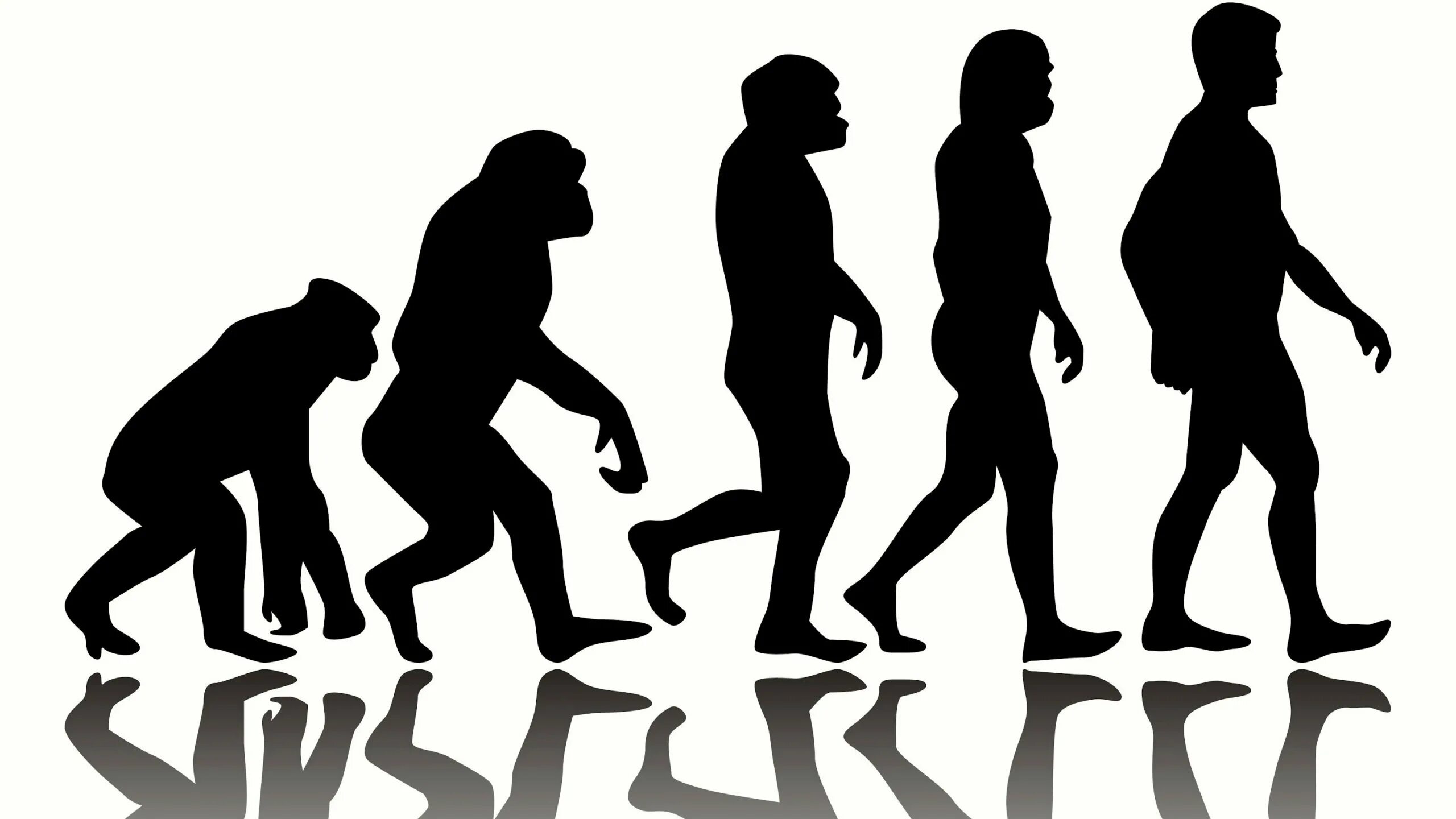 Эволюция филогенез. Human Evolution Эволюция человека. Эволюция обезьяны в человека. От обезьяны к человеку.