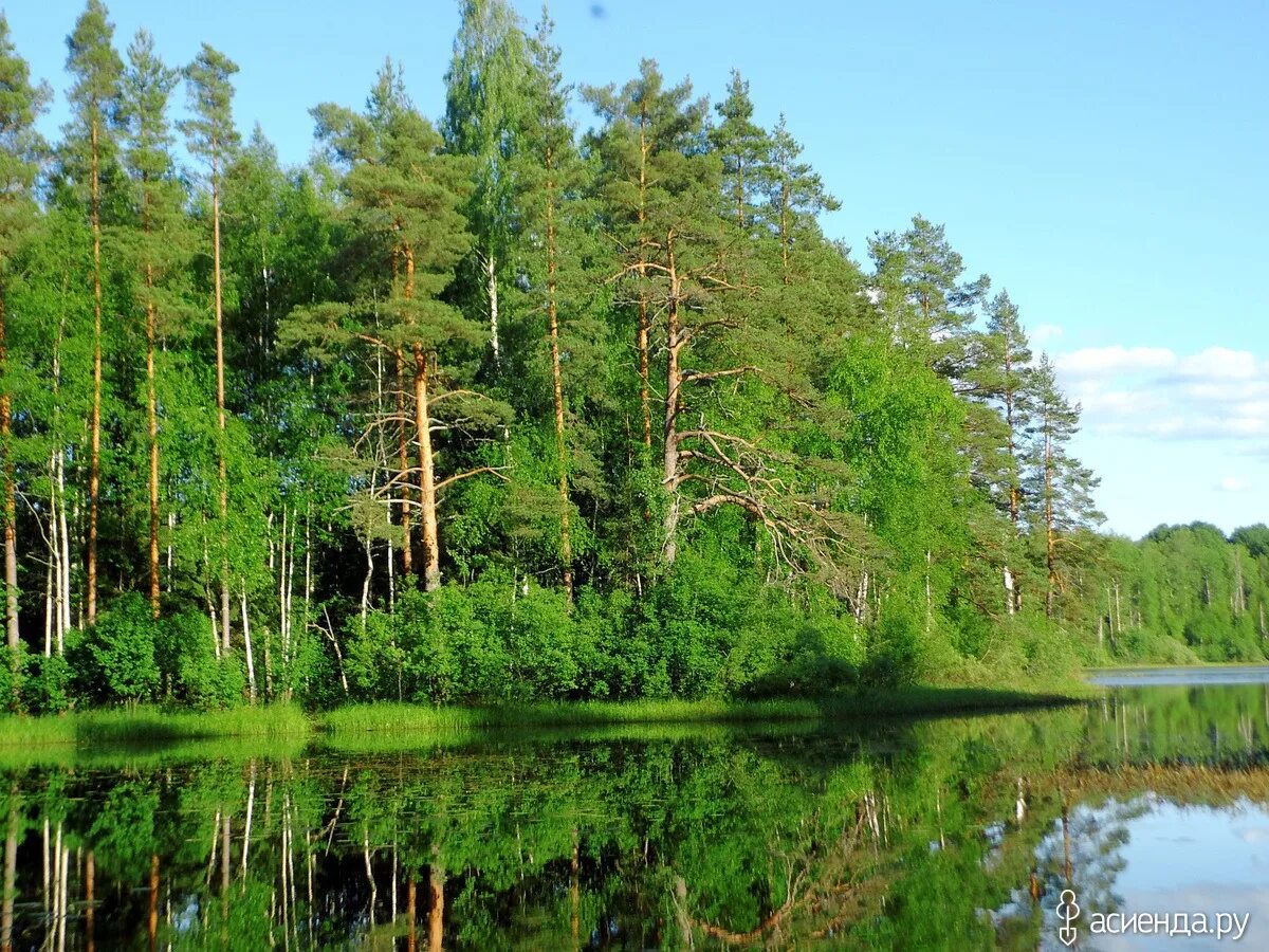 Озеро ямное новгородская. Озеро ямное новгородская область. Озеро ямное хвойнинский. Озеро ямное новгородская. Озеро ямное хвойнинский.