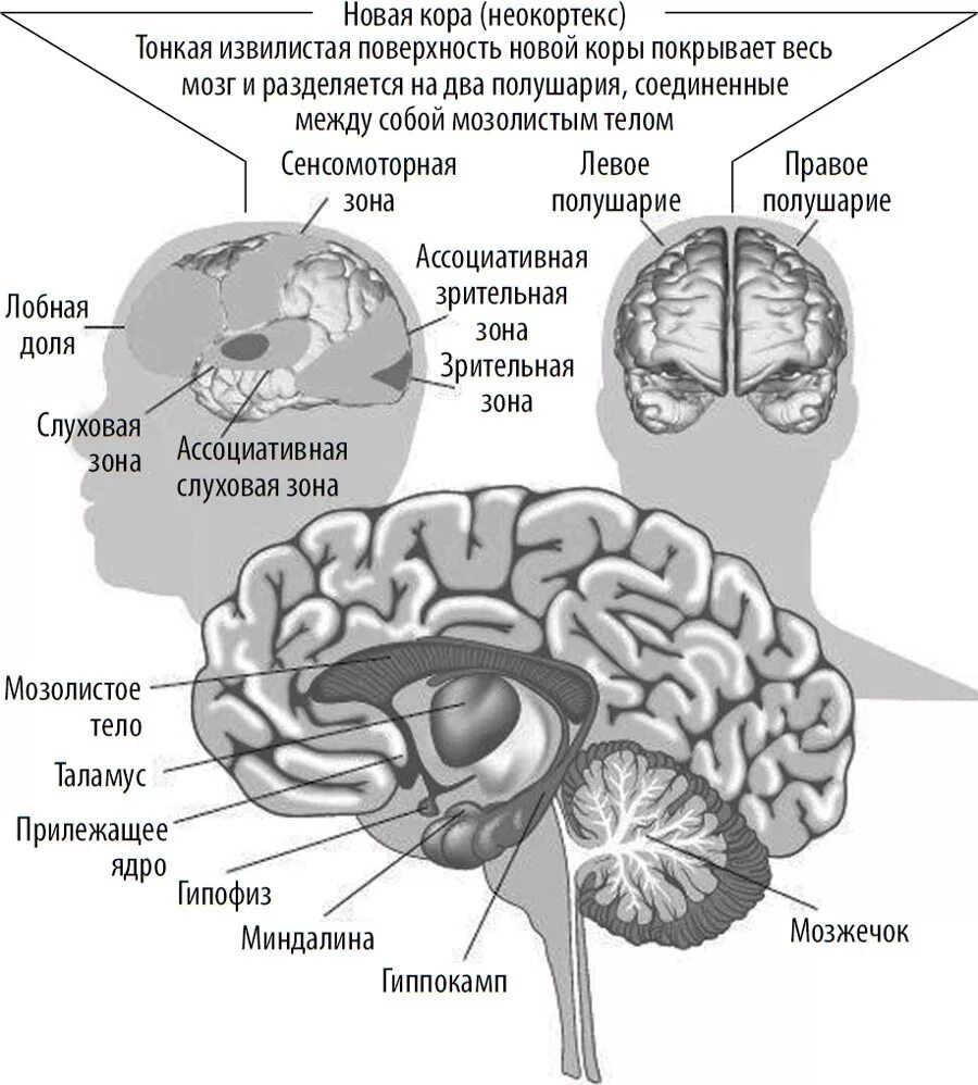 Отделы головного мозга неокортекс. Лимбическая система и неокортекс мозга. Рептильный мозг лимбический мозг и неокортекс. Древние отделы мозга человека