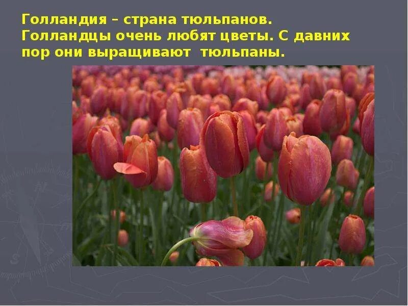 Нидерланды окружающий мир 3. Информация о тюльпане. нидерланды 3 класс. голландия презентация. проект про тюльпан.