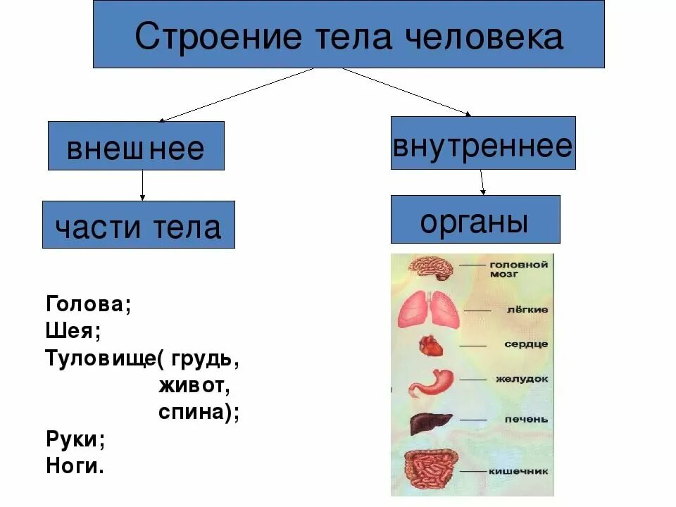 Высшие органы человека. Организм человека 2 класс окружающий мир школа России. Схема внешнее и внутреннее строение тела человека. Строение человека 2 класс окружающий мир школа. Внутреннее и внешнее строение человека 2 класс.