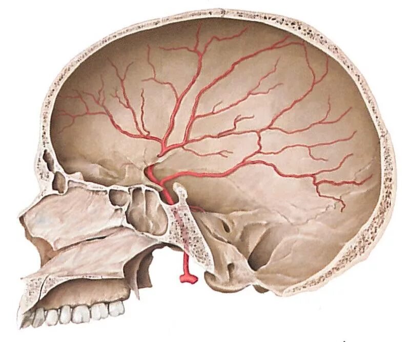 Менингеальная артерия. Менингеальные сосуды. Менингеальные ветви головного мозга.