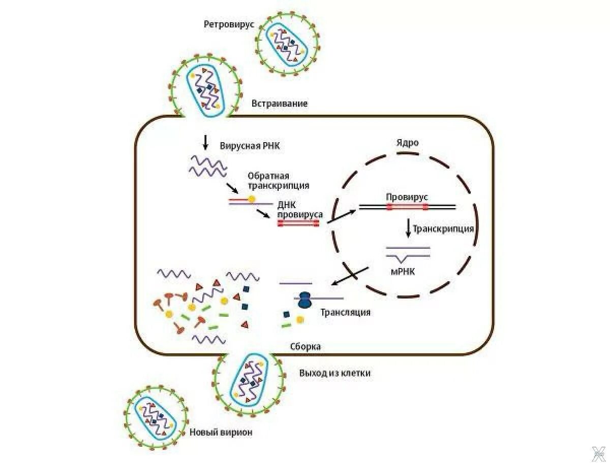 Вирусный транскрипция. Жизненный цикл РНК вируса схема. Жизненный цикл ретровирусов схема. Жизненный цикл летоцерусов. Цикл развития РНК содержащего вируса.