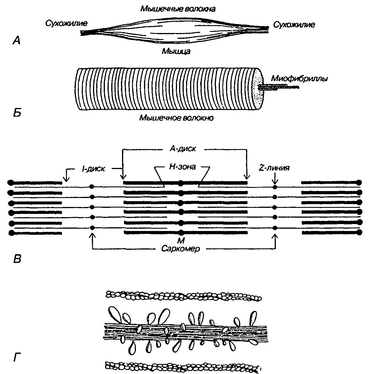 Каким номером на рисунке обозначена миофибрилла. Строение мышечного волокна физиология схема. Строение саркомера мышечного волокна физиология. Схема саркомера миофибриллы мышечного волокна. Механизм сокращения мышечного волокна миофибриллы физиология.