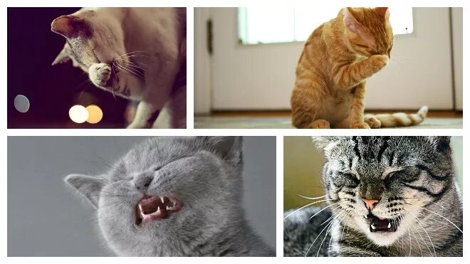 Почему кот постоянно чихает. Котенок чихает. Почему чихает кот причины. Кот что то расчихался. Кошка часто чихает чем лечить.