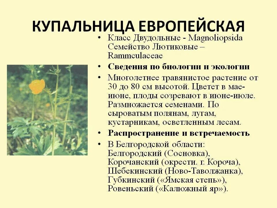 Италмас или купальница европейская. Жизненная форма купальница европейская. Италмас купальница европейская. Купальница европейская описание красная книга.