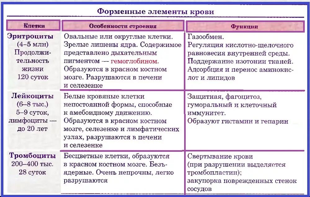 Лимфоциты строение и функции. Лимфоциты классификация строение функции. Функции лимфоцитов таблица. Лимфоциты характеристика клеток крови. Характеристика в лимфоцитов