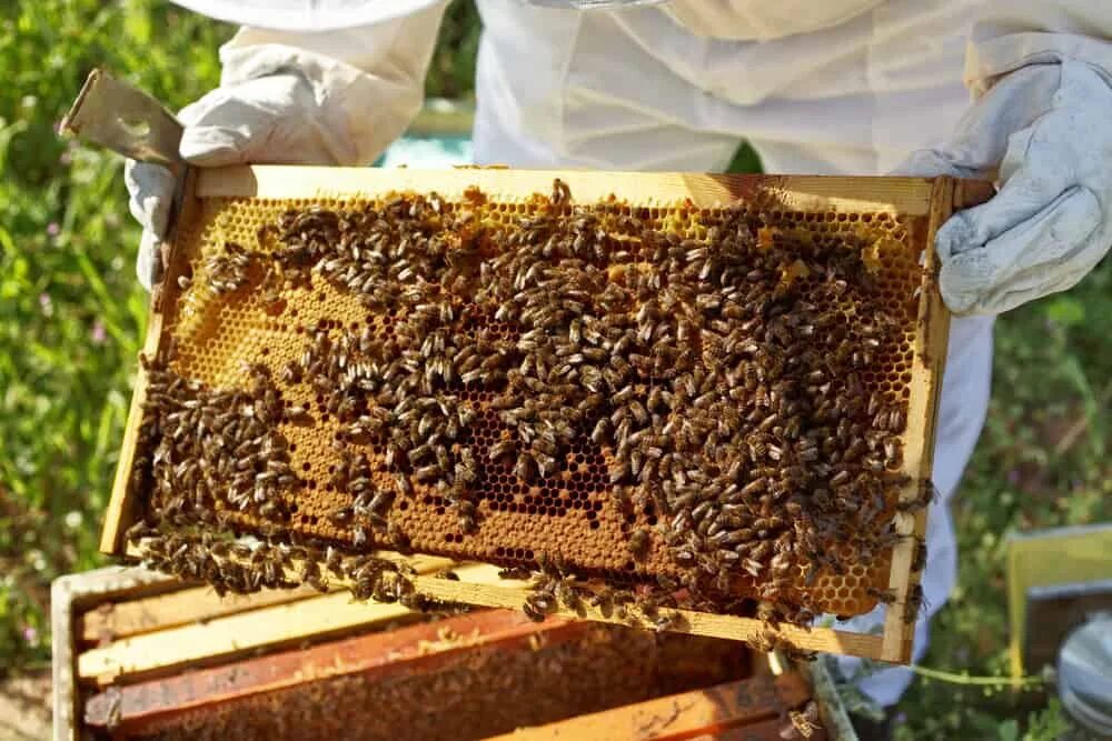 Мед в улье. Улей с медом. Формы для меда в улей. Пчелы, в улей мед приносящие. Мало меда на пасеке