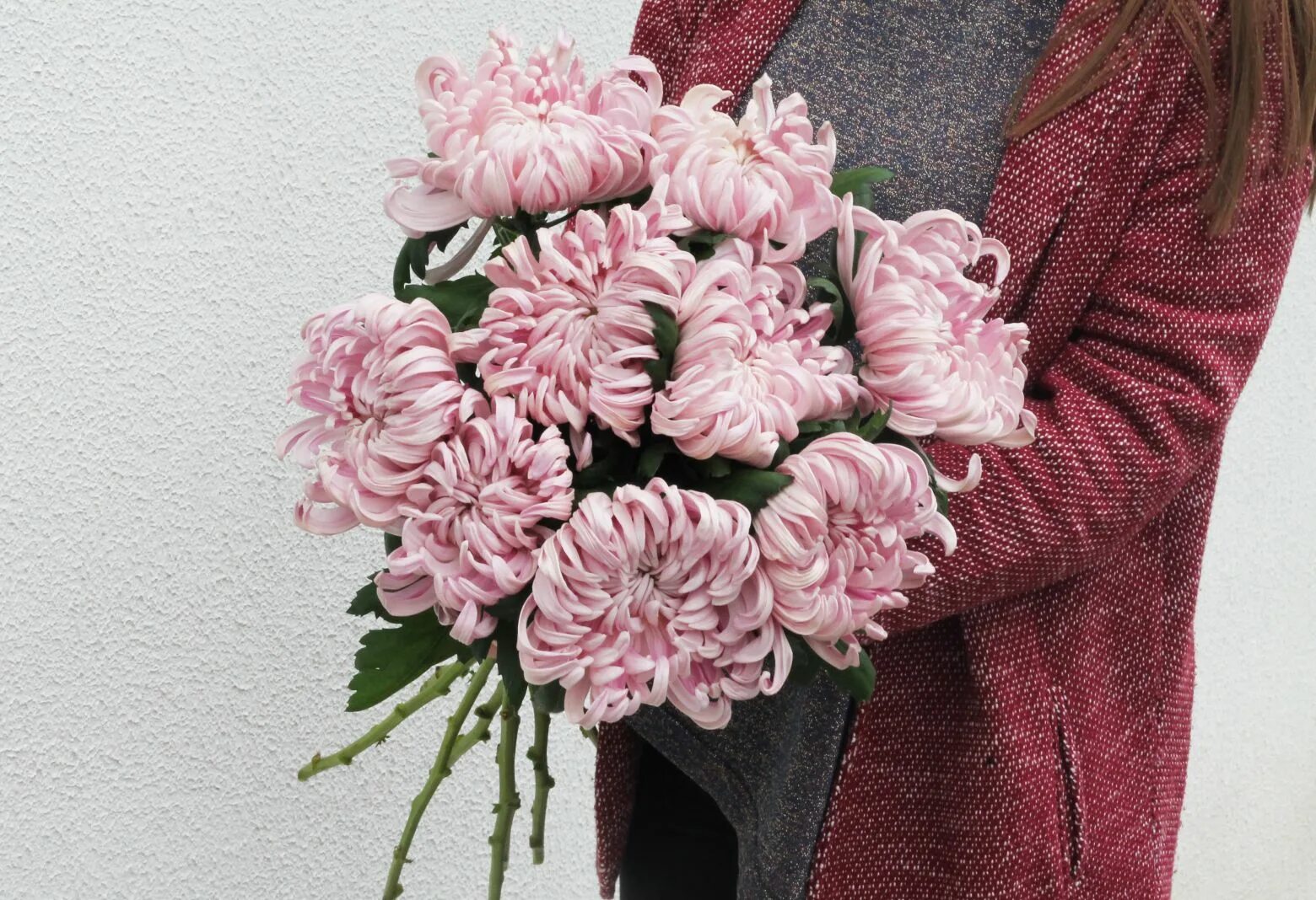 Хризантема виена купер. Хризантема vienna pink. Хризантема виена вайт. Хризантема vienna copper. Хризантема vienna copper.