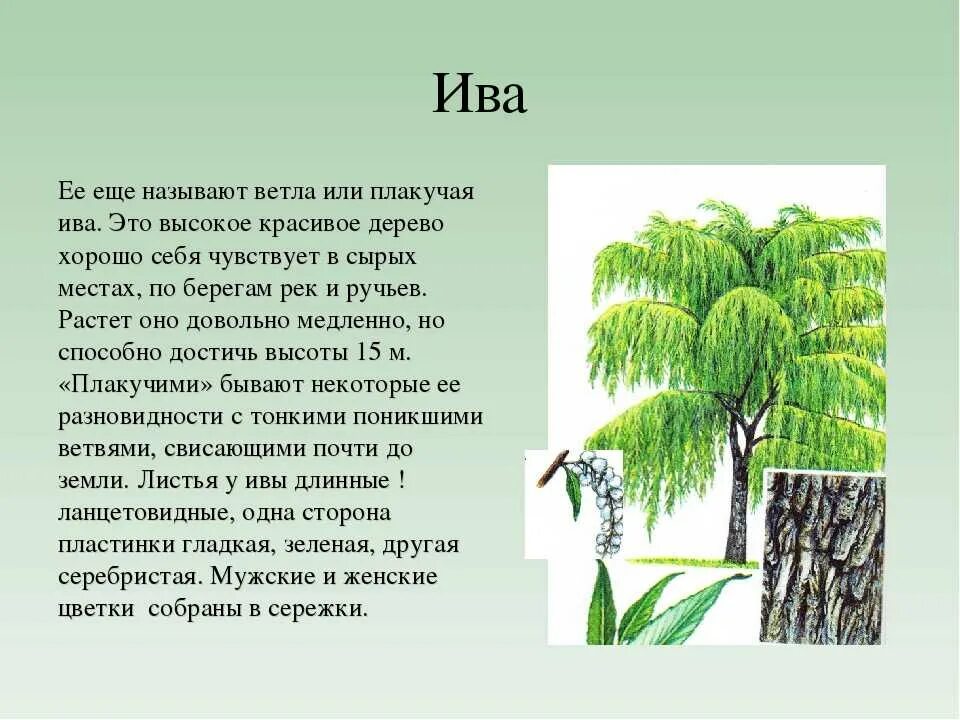 Ива дерево или кустарник 2 класс. Плакучая Ива дерево описание. Ива дерево описание. Рассказ про иву. Что является частью мужского растения ивы