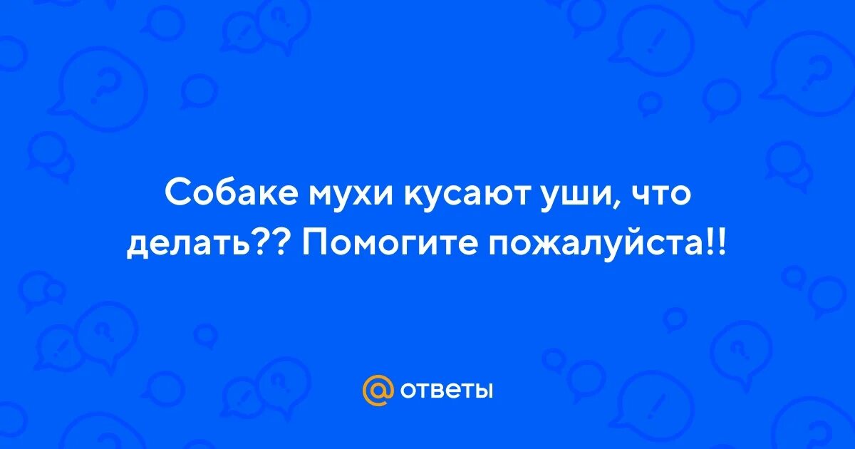 Собаку грызут мухи. Препараты от мух для собак. Собаку грызут мухи. Собаку грызут мухи. Как защитить уши собаки от мух.