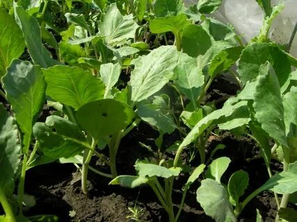 Продам рассаду капусты