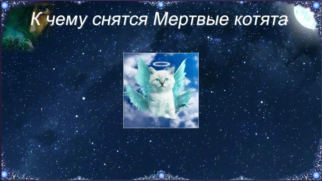 К чему снится видеть котенка. К чему снятся дохлые котята. к чему снятся котята во сне.