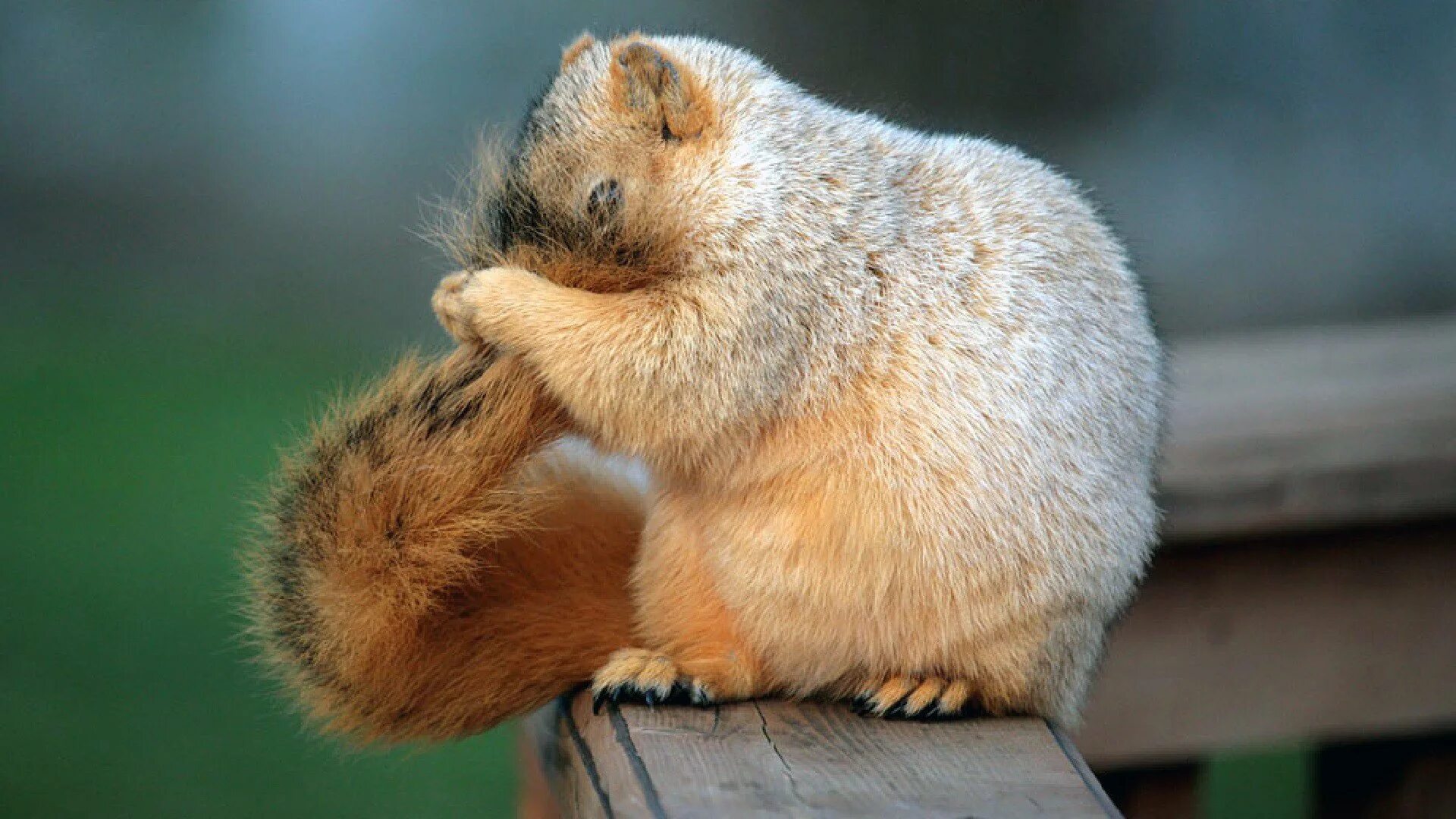 Стеснительный кот. Ой стесняюсь картинки. Ч стесняюсь. Смущенный кот. Открытки стесняюсь.