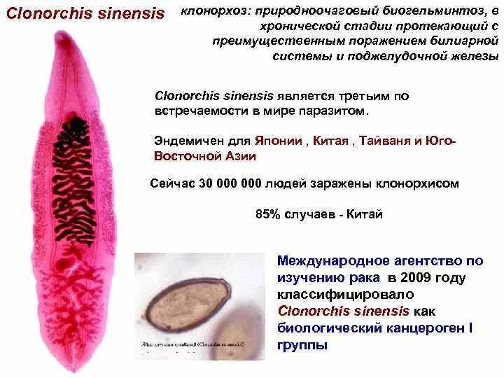 Клонорх китайский сосальщик. Китайский сосальщик (Clonorchis sinensis). Отличия сосальщиков