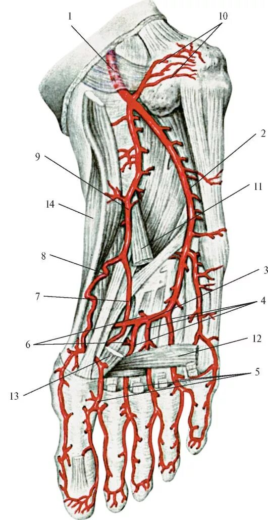 Артерия тыла стопы анатомия. Медиальная подошвенная артерия. Тыльная артерия стопы анатомия. Кровоснабжение стопы анатомия. Основные артерии стопы