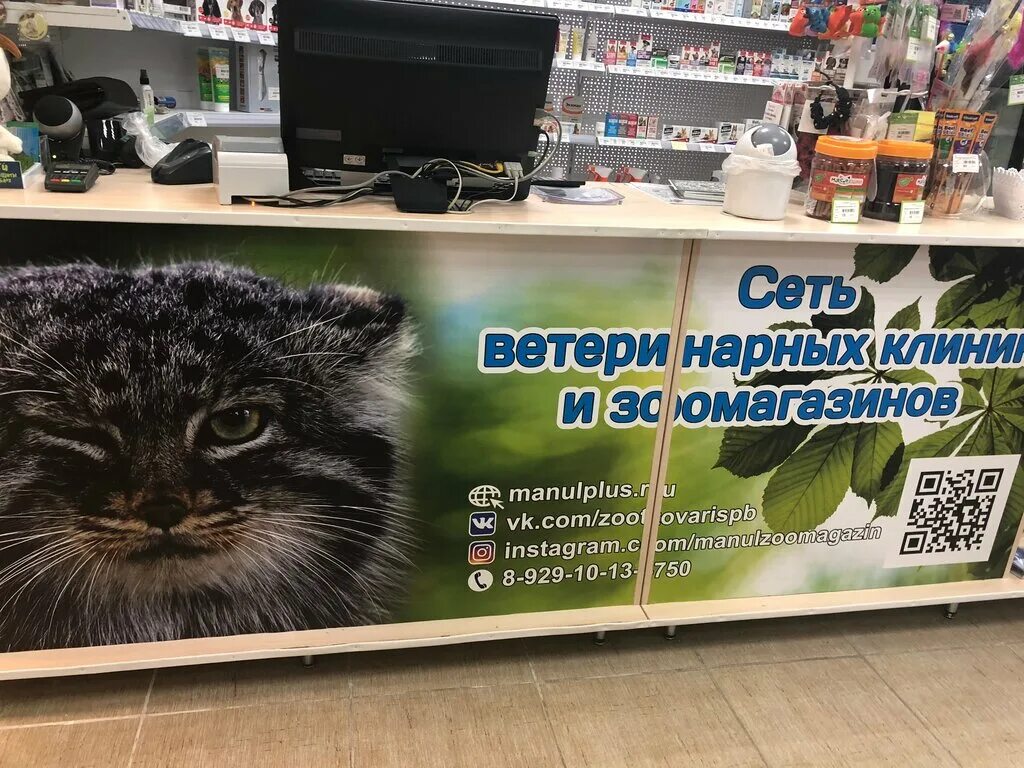 Ветклиника манул в колпино. Манул и человек. Манул фото. Манулы в новосибирском зоопарке. Манул кудрово.