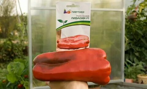Перец ласанта