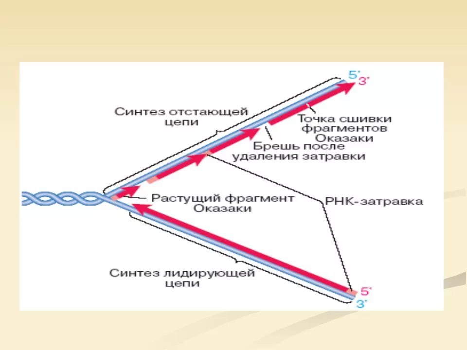 Сшивание фрагментов днк. Терминация репликации днк схема. терминация репликации днк биохимия. элонгация репликации днк схема. стадия терминации репликации днк.