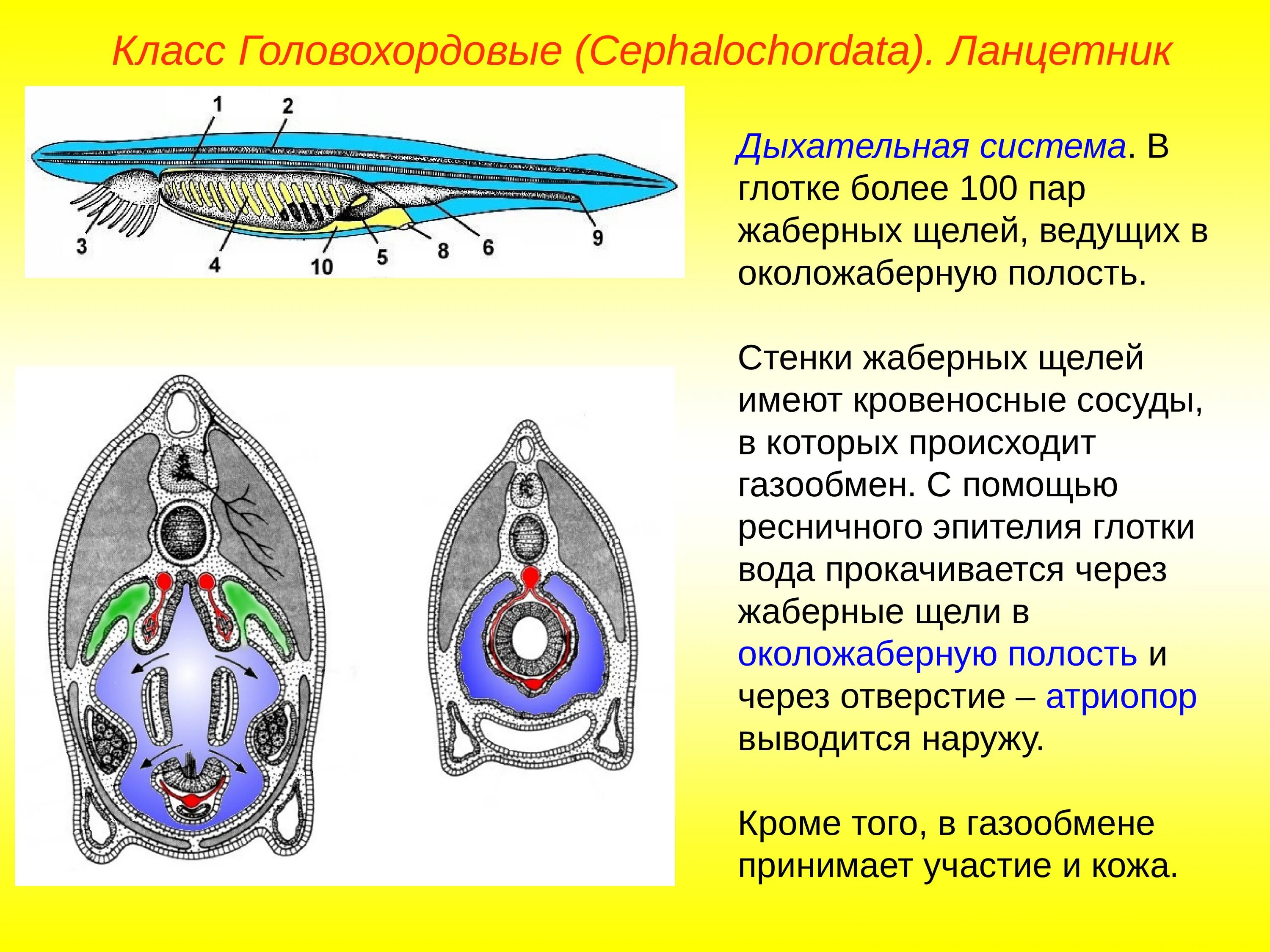 Диафрагма у хордовых. Строение жабры ланцетника. Выделительная система ланцетника схема. Строение ланцетника срез. Строение нефридия ланцетника.