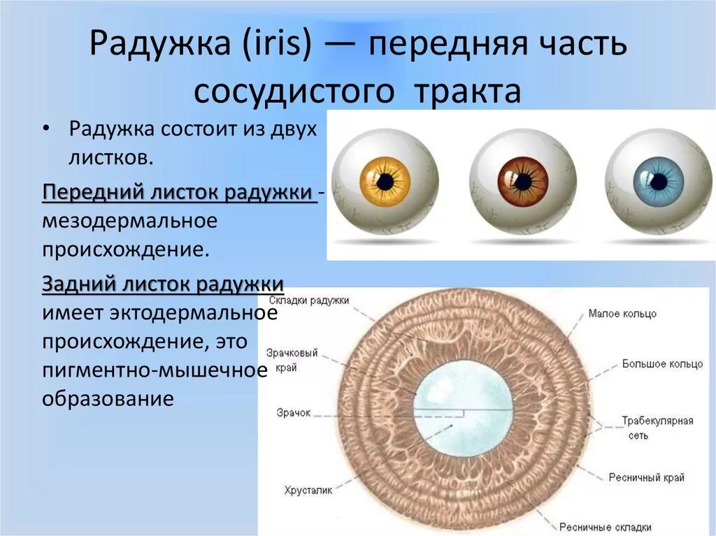 Сосудистая оболочка глаза радужка. Структура радужной оболочки глаза. Анатомия радужной оболочки. Радужка зрачок строение. Особенность строения радужки какую функцию она выполняет