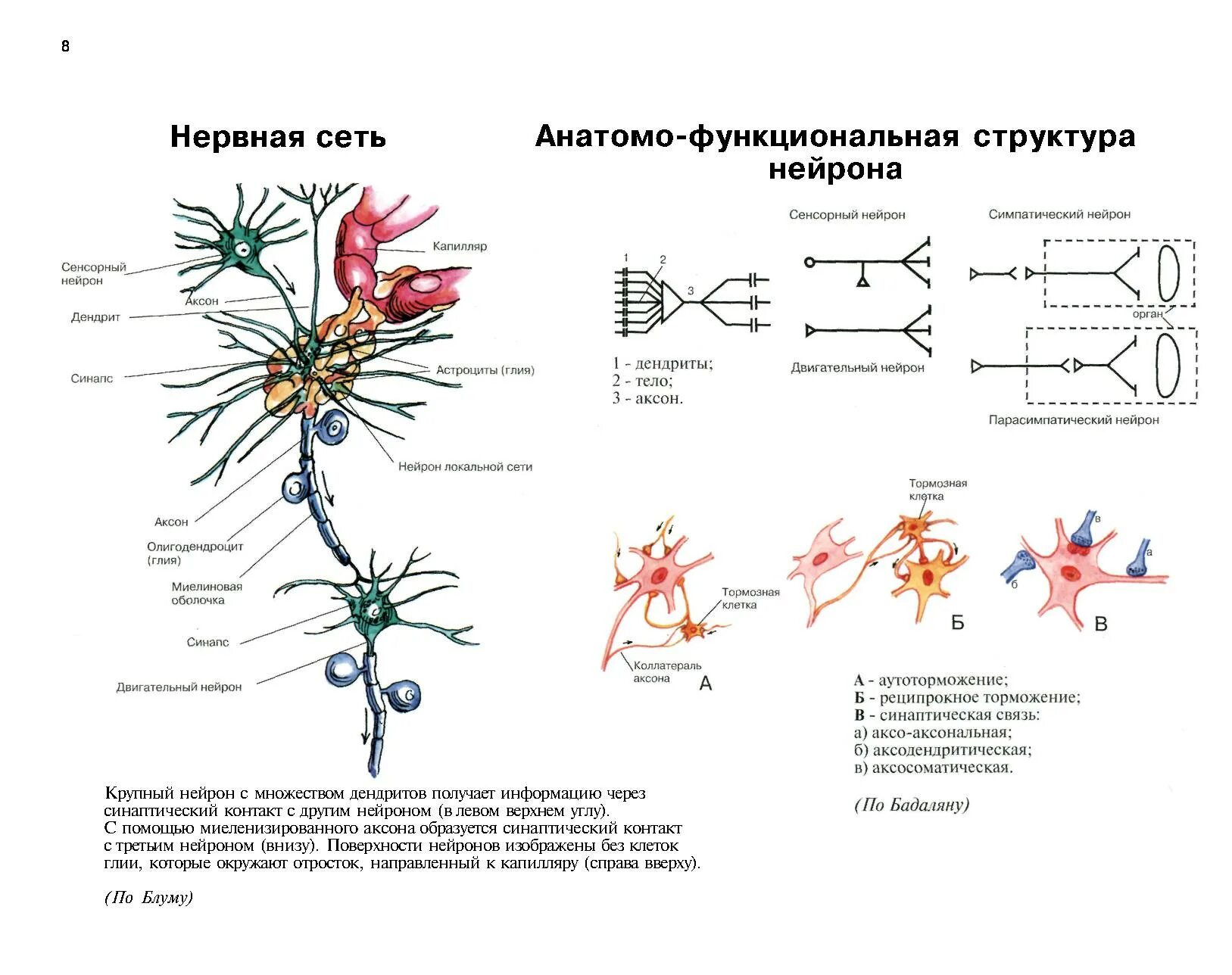 Нервные связи функции. Схема взаимодействия нейронов. Схема нейрона нейросети. Нейронная сеть мозга схема. Нейроны в нейронной сети схема.
