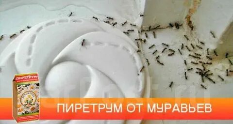 Отрава для ос