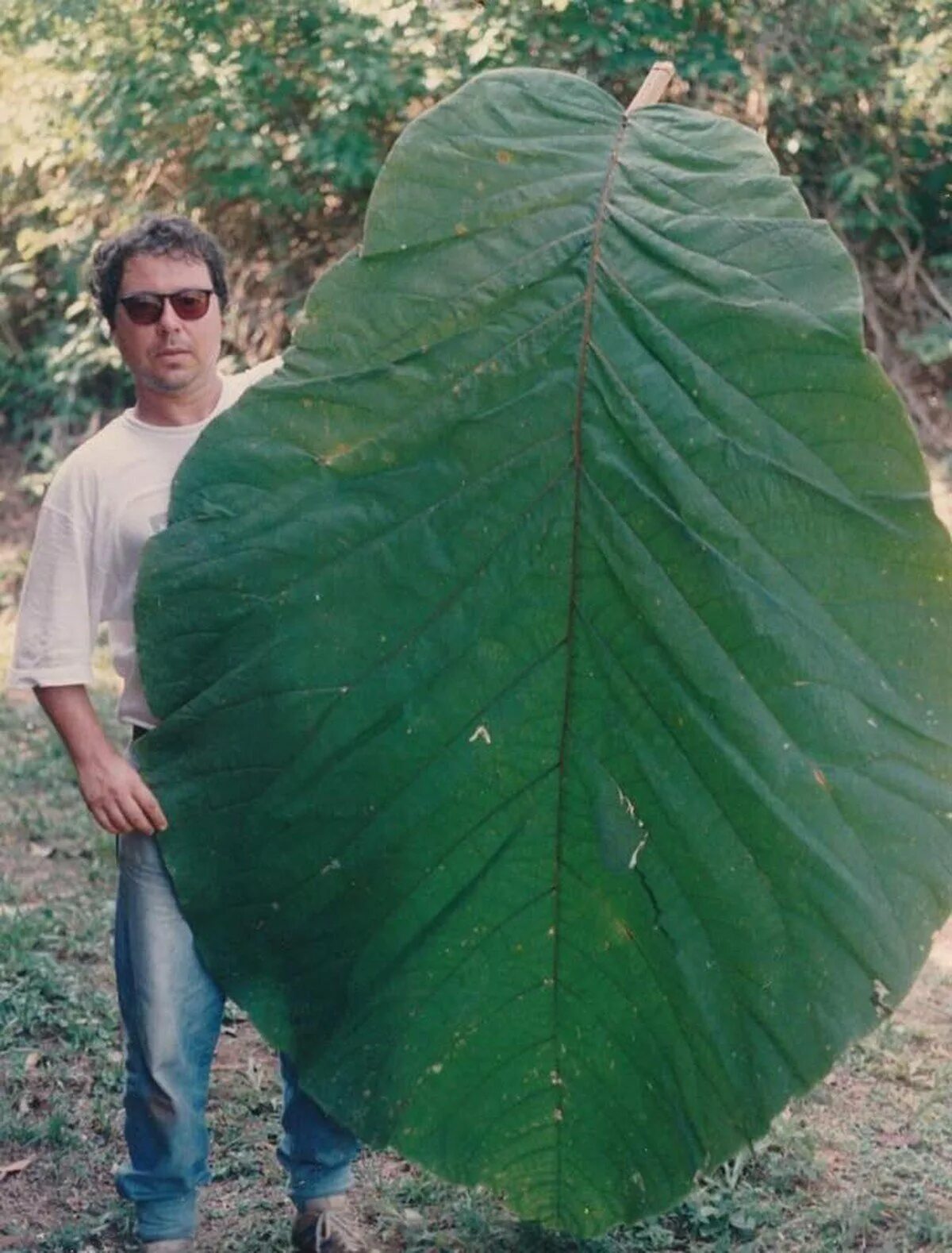 Дерево с огромными листьями. Coccoloba gigantifolia. Coccoloba gigantifolia дерево. Кокколоба лист. Дерево с крупными листьями.