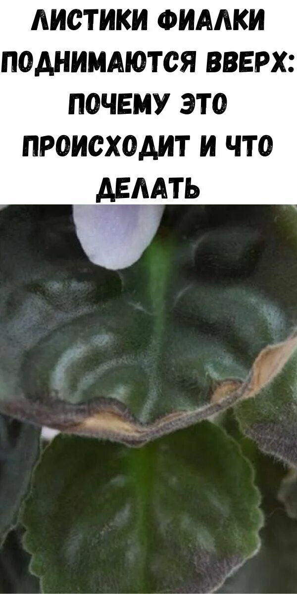 Листья поднимаются вверх. У фиалки листья поднялись вверх. фиалки листья тянутся вверх. почему у сенполии поднимаются листья. фиалка от листика до цветения.