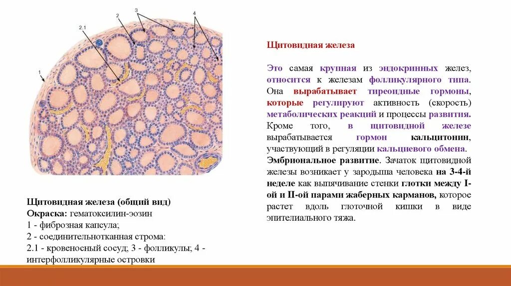 Срез щитовидной железы. Строение щитовидной железы гистология. Структура щитовидной железы гистология. Строение щитовидной железы гистология препарат. Строение щитовидки гистология.