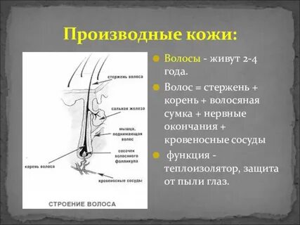 К производным кожи