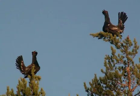 Глухари на рассвете