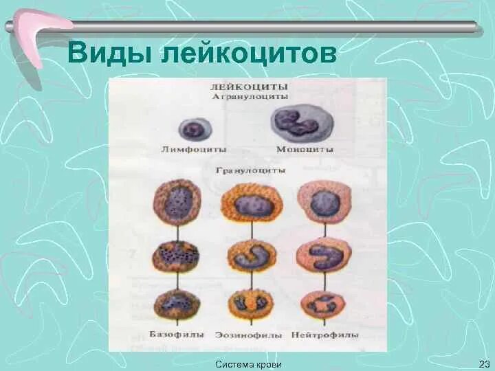 Определите виды лейкоцитов. 2 типа лейкоцитов. лейкоциты подразделение. размножение лейкоцитов. лейкоцитарная система крови.